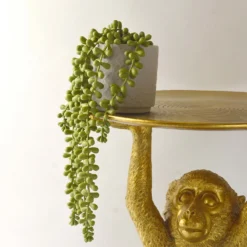 House Beautiful String Of Pearls In Ceramic Pot -Best Home Furnishing Store 12890040 3924857412833165