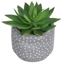 Small Succulent - Grey