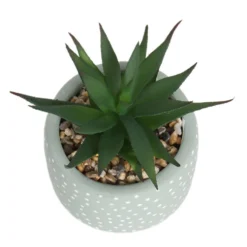 Small Succulent - Green -Best Home Furnishing Store 12909501 6844869235562523