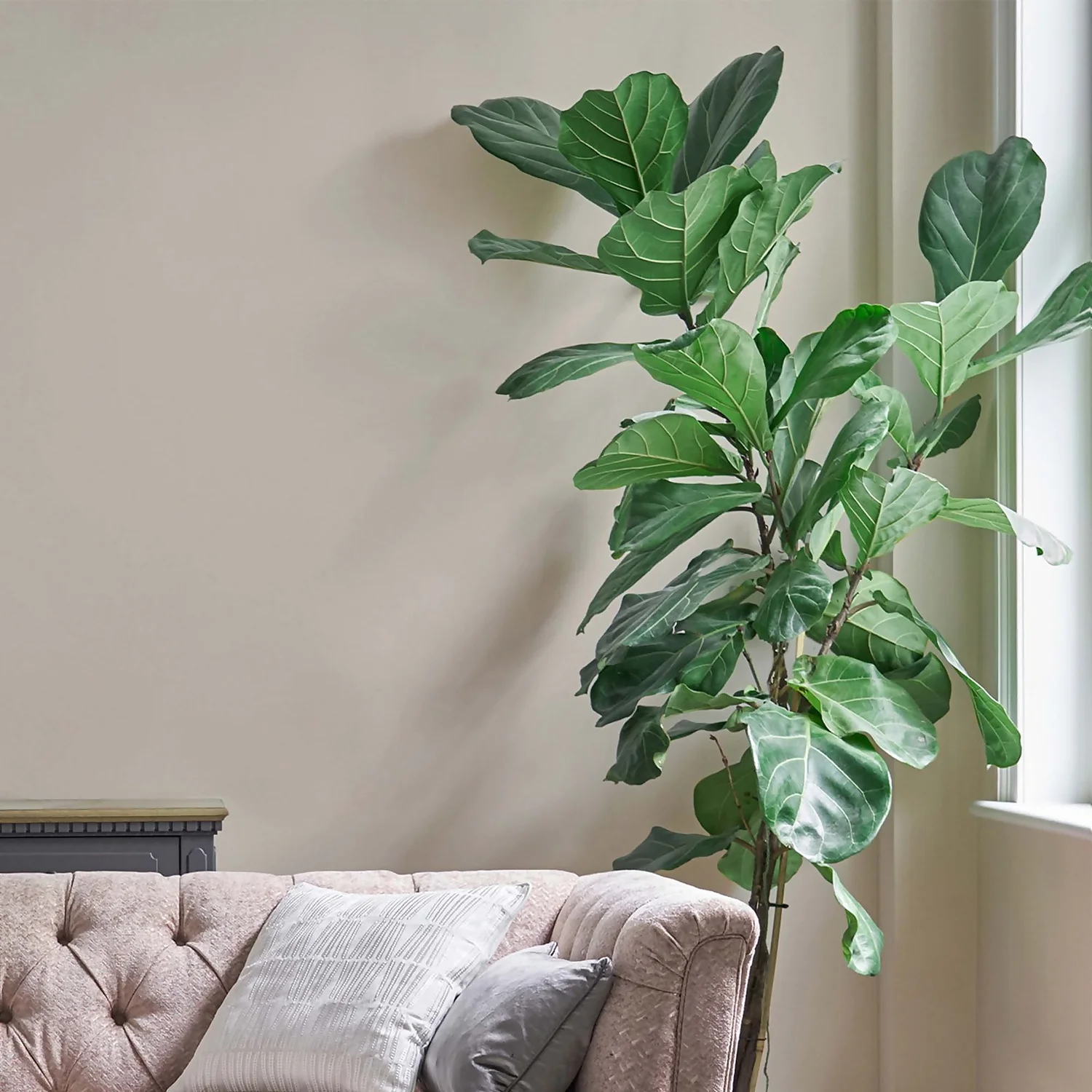 Laura Ashley Matt Emulsion Paint Soft Natural Tester 100ml 2 Laura Ashley Matt Emulsion Paint Soft Natural Tester 100ml - Image 2