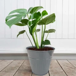 Ribbed Planter (3 Colour Mix) - 18cm -Best Home Furnishing Store 13193953 1834933504482486