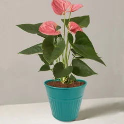 Ribbed Planter (3 Colour Mix) - 12cm -Best Home Furnishing Store 13193954 1834933504168194